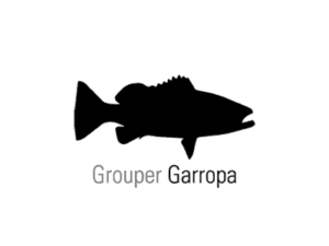 Grouper Fishing in La Paz