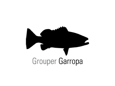 Grouper Fishing in La Paz