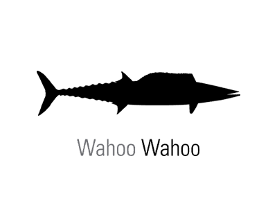 Wahoo Fishing Baja