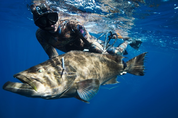 Spearfishing Broomtail Grouper